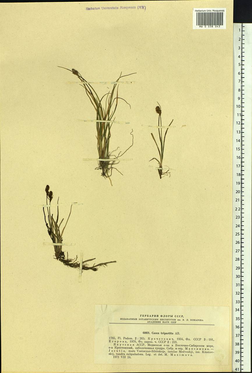 Carex lachenalii subsp. lachenalii, Siberia, Yakutia (S5) (Russia)