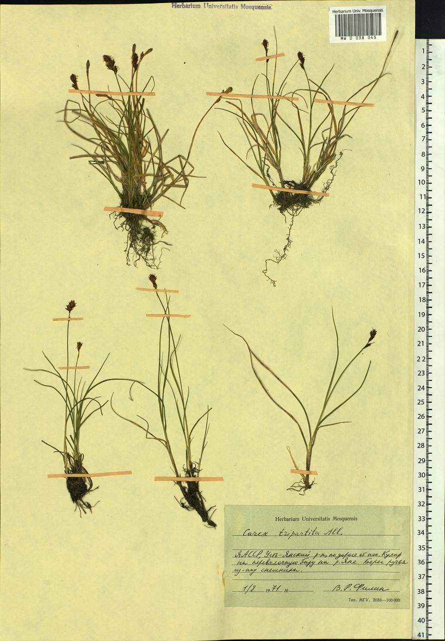 Carex lachenalii subsp. lachenalii, Siberia, Yakutia (S5) (Russia)