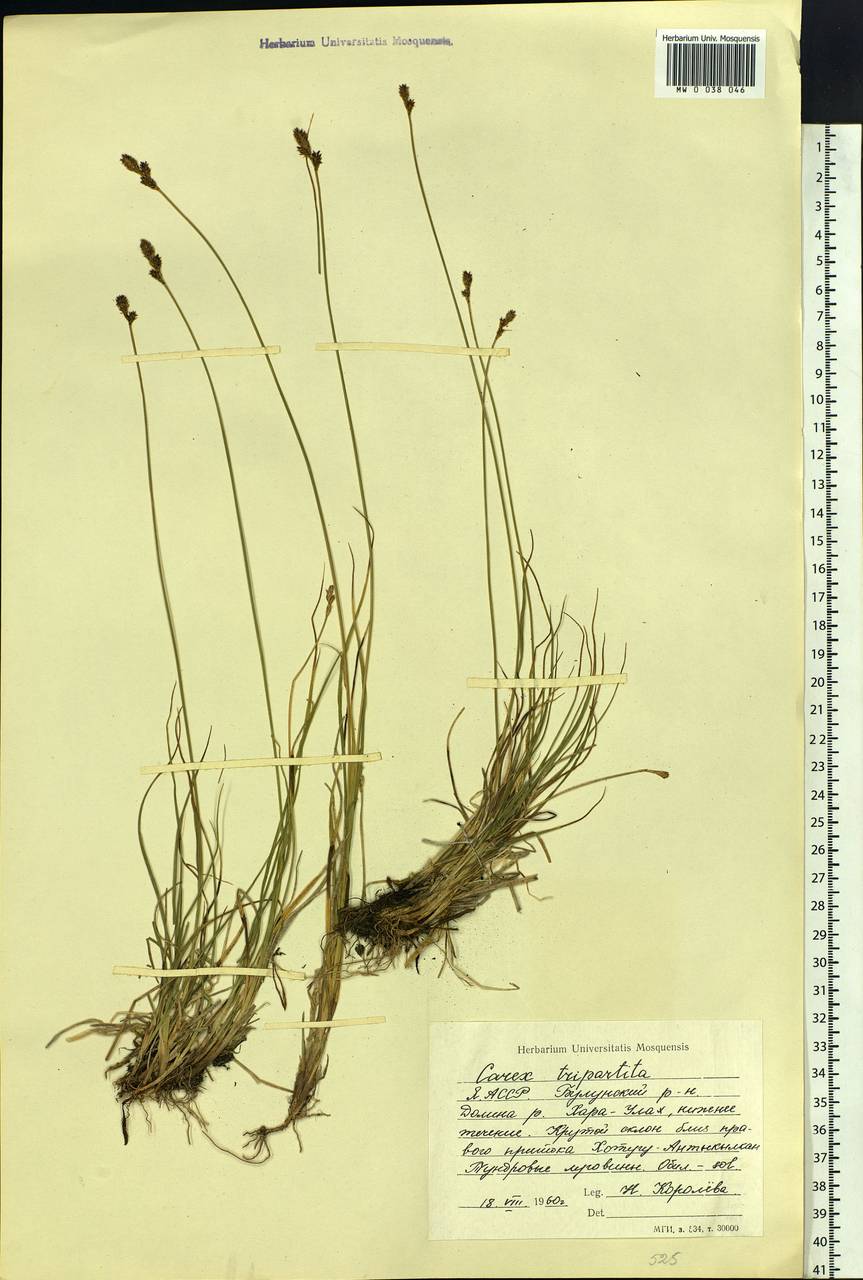 Carex lachenalii subsp. lachenalii, Siberia, Yakutia (S5) (Russia)