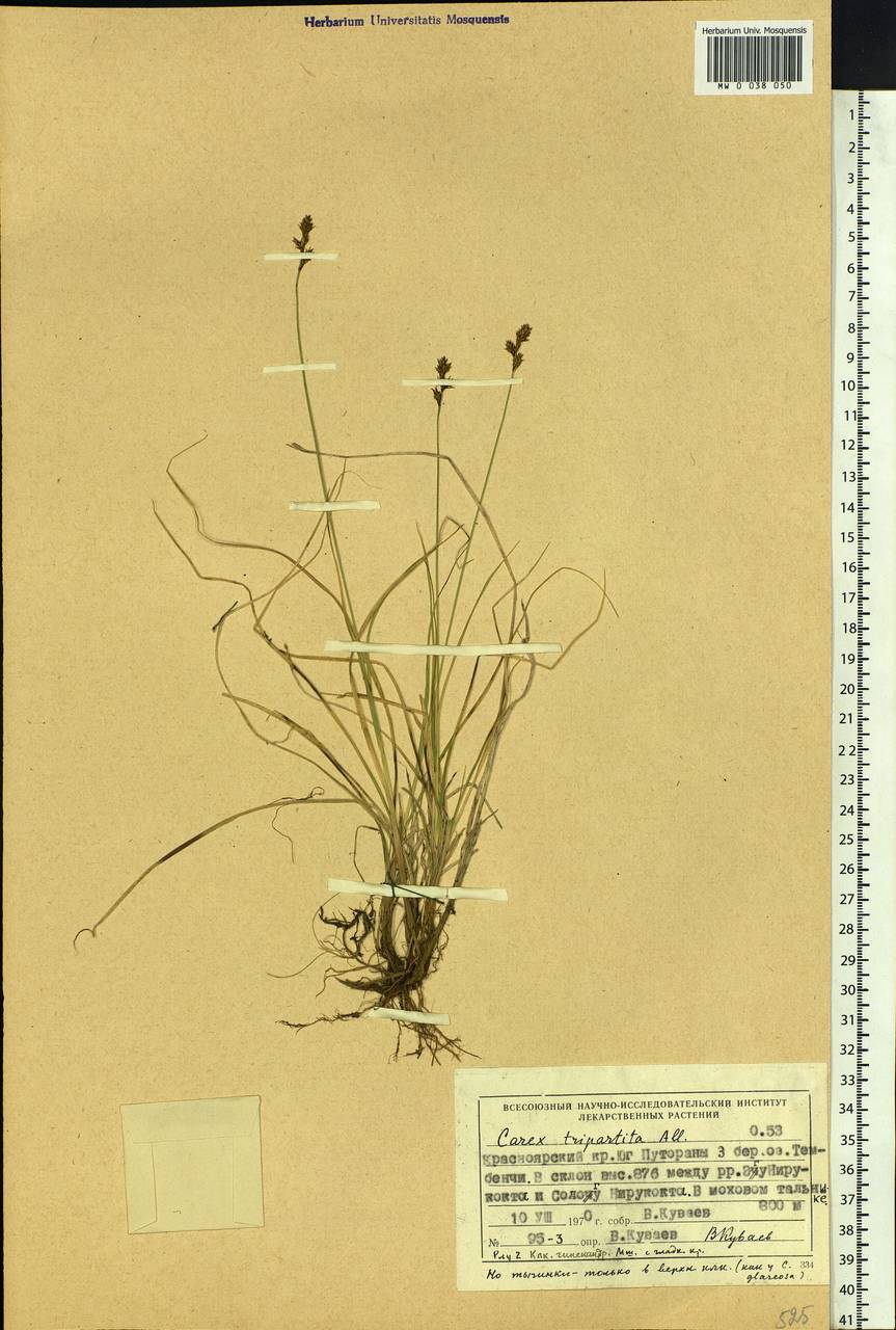 Carex lachenalii subsp. lachenalii, Siberia, Central Siberia (S3) (Russia)