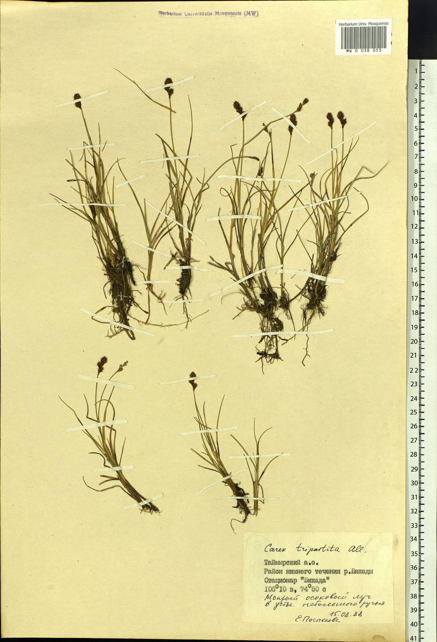 Carex lachenalii subsp. lachenalii, Siberia, Central Siberia (S3) (Russia)