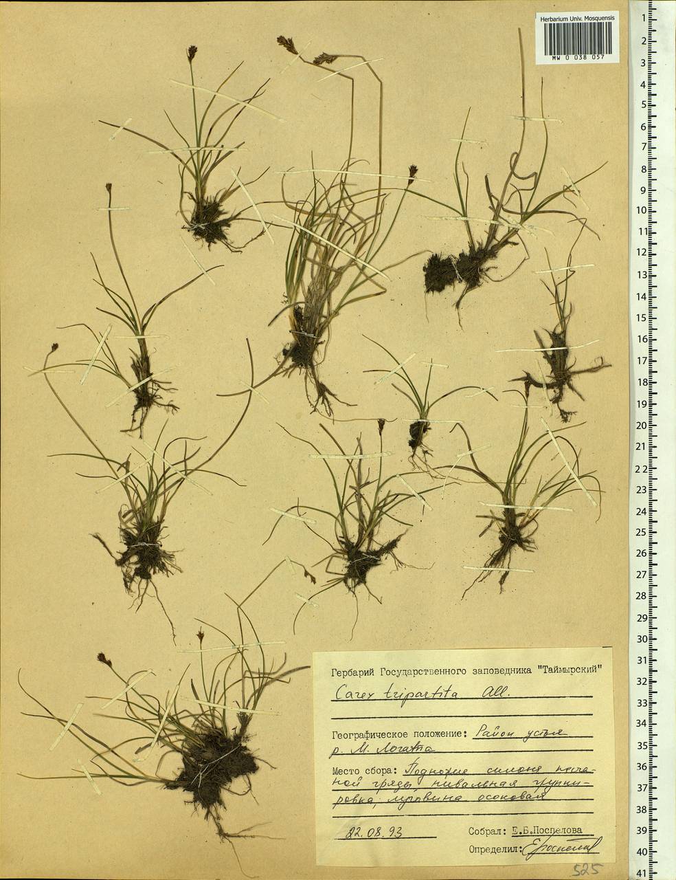 Carex lachenalii subsp. lachenalii, Siberia, Central Siberia (S3) (Russia)