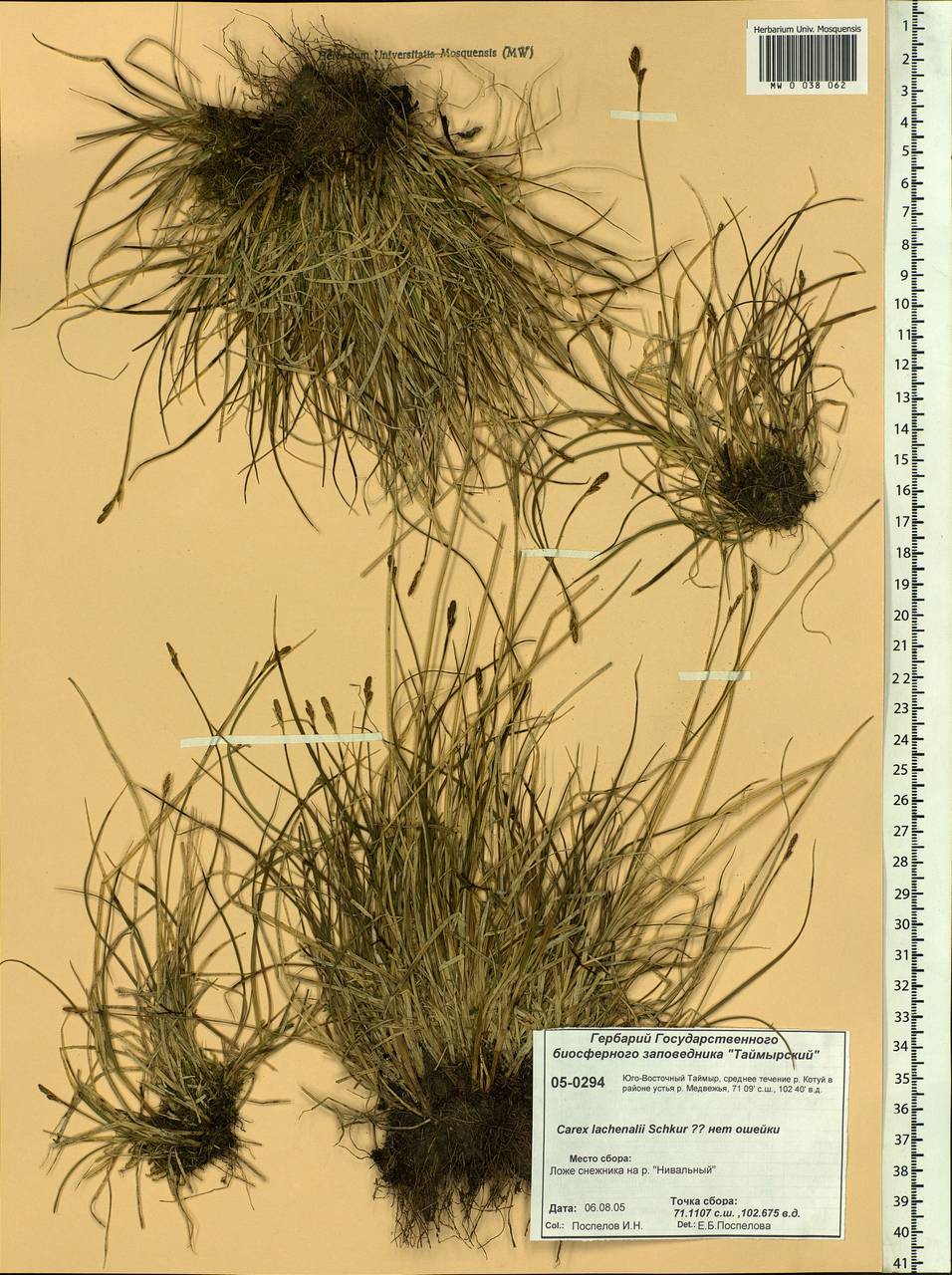 Carex lachenalii subsp. lachenalii, Siberia, Central Siberia (S3) (Russia)