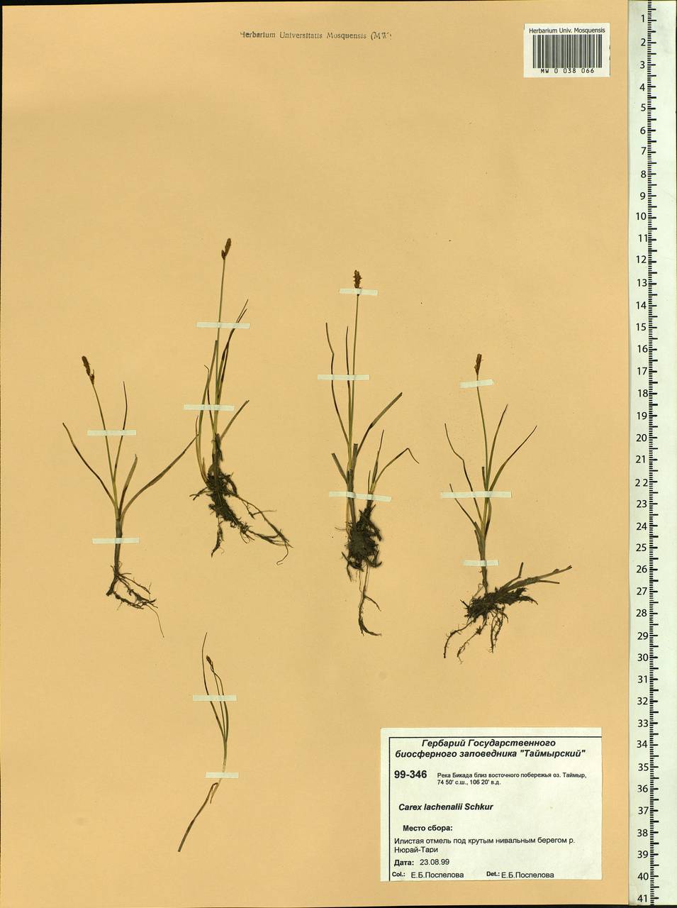 Carex lachenalii subsp. lachenalii, Siberia, Central Siberia (S3) (Russia)