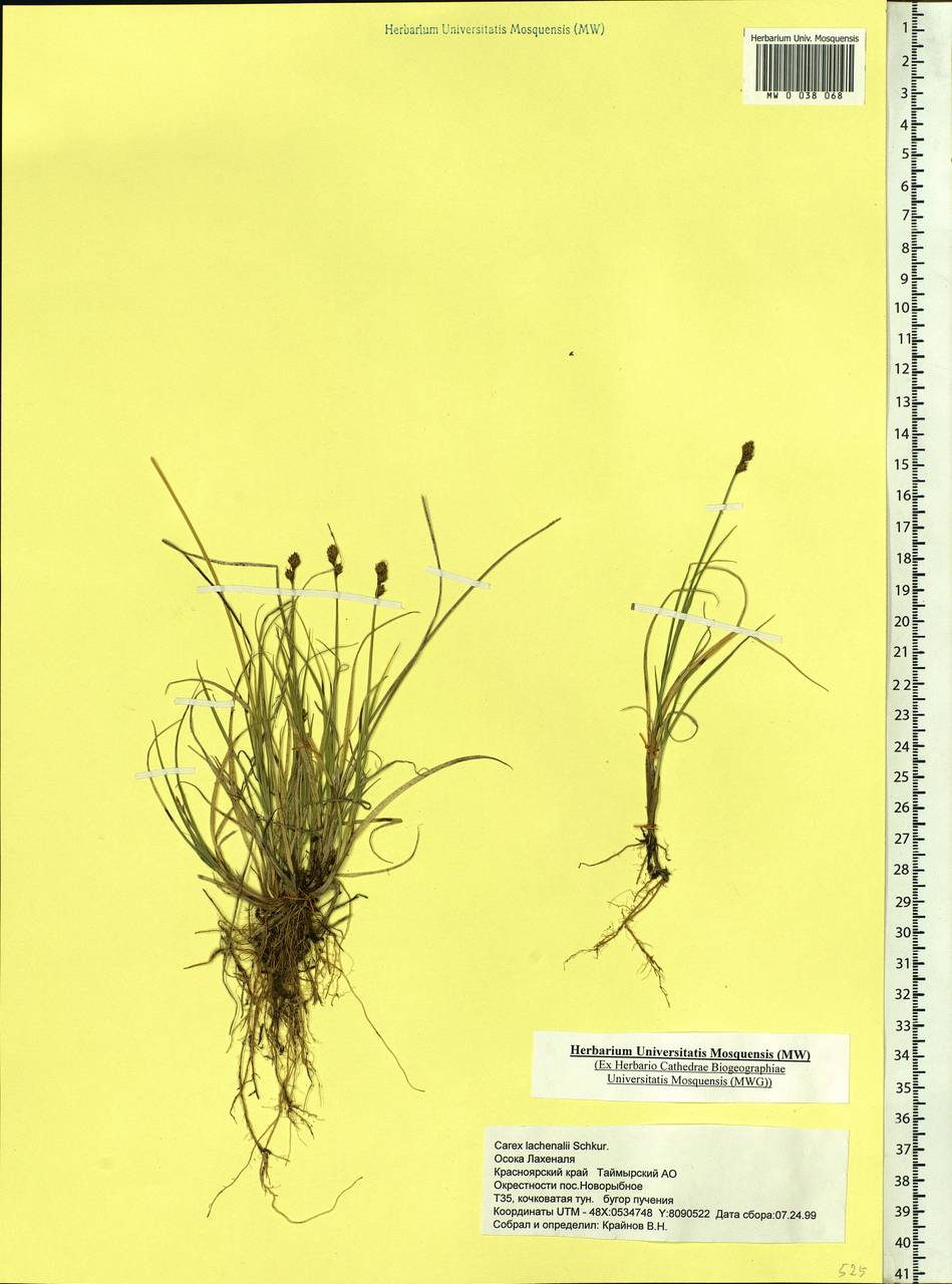 Carex lachenalii subsp. lachenalii, Siberia, Central Siberia (S3) (Russia)