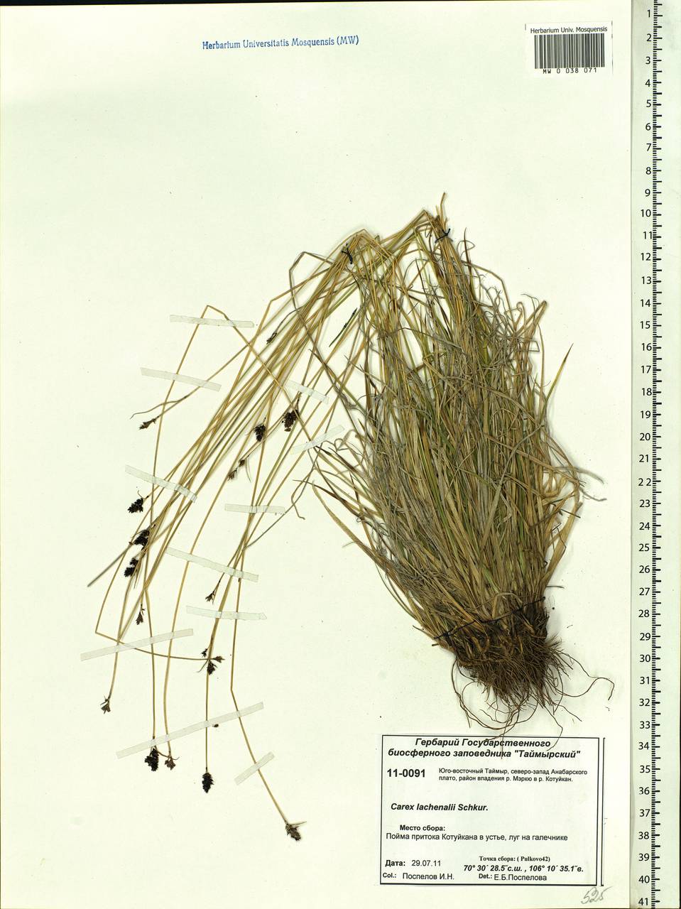 Carex lachenalii subsp. lachenalii, Siberia, Central Siberia (S3) (Russia)