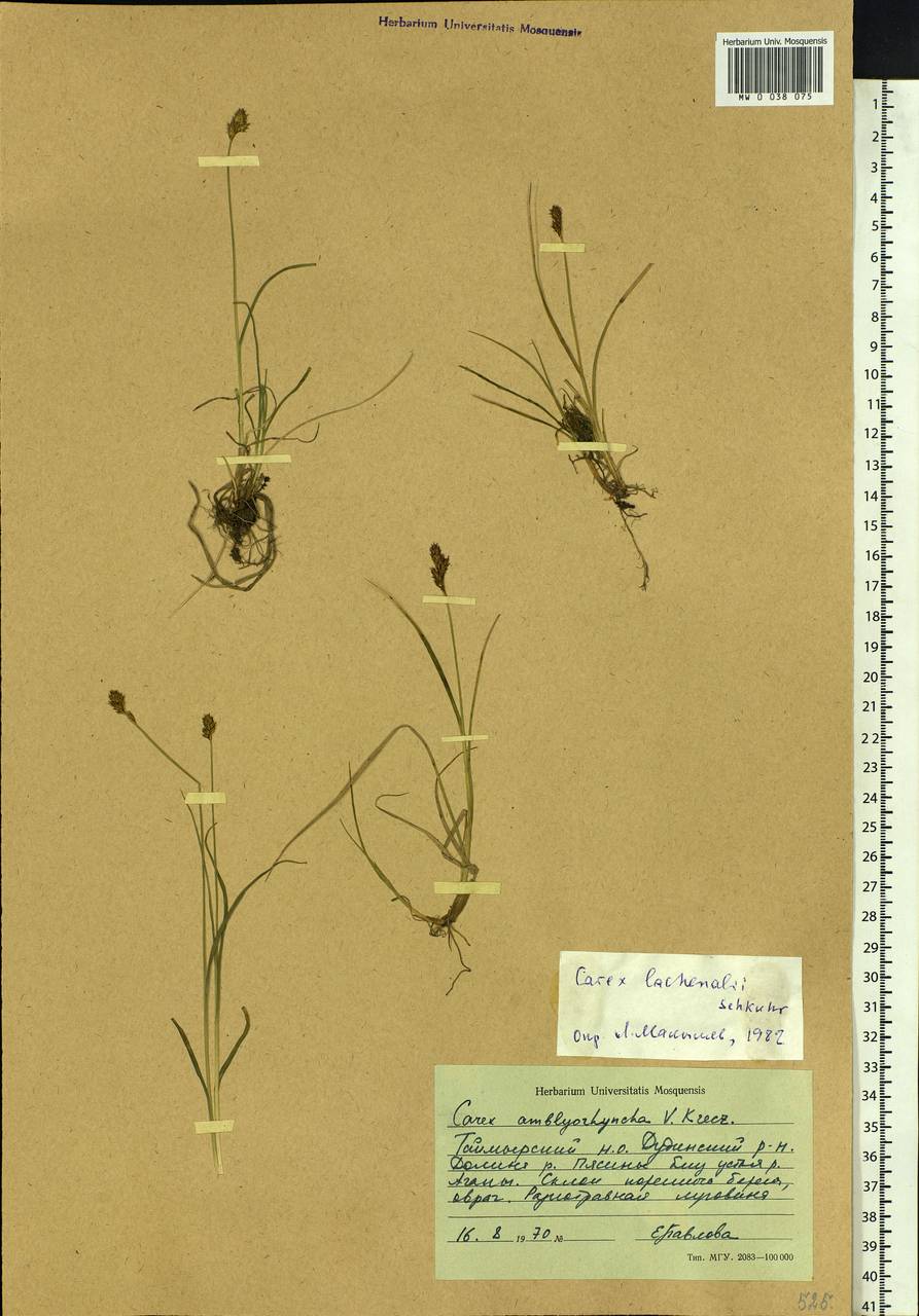 Carex lachenalii subsp. lachenalii, Siberia, Central Siberia (S3) (Russia)