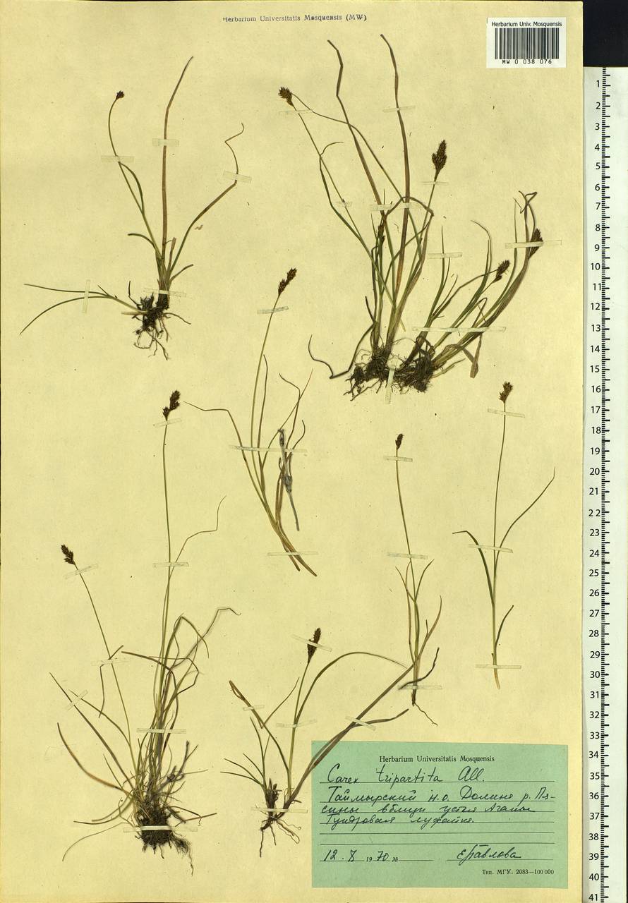 Carex lachenalii subsp. lachenalii, Siberia, Central Siberia (S3) (Russia)