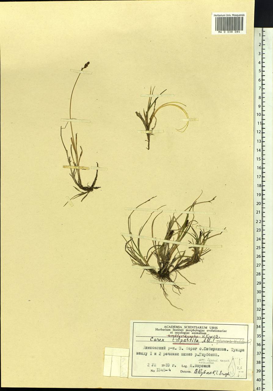 Carex lachenalii subsp. lachenalii, Siberia, Central Siberia (S3) (Russia)