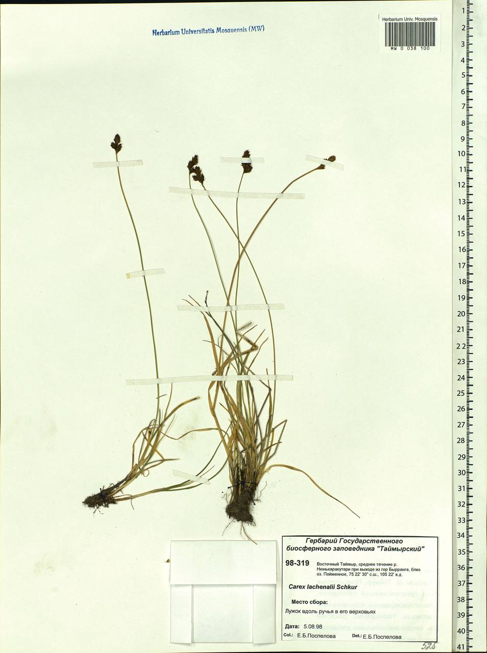 Carex lachenalii subsp. lachenalii, Siberia, Central Siberia (S3) (Russia)