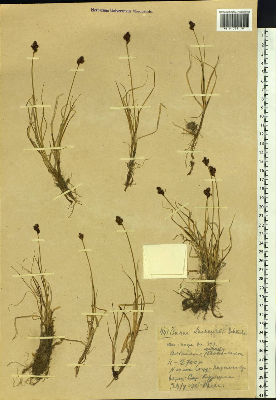 Carex lachenalii subsp. lachenalii, Middle Asia, Dzungarian Alatau & Tarbagatai (M5) (Kazakhstan)