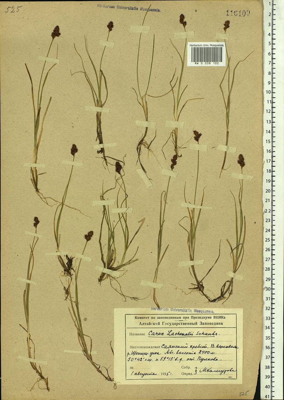 Carex lachenalii subsp. lachenalii, Siberia, Altai & Sayany Mountains (S2) (Russia)
