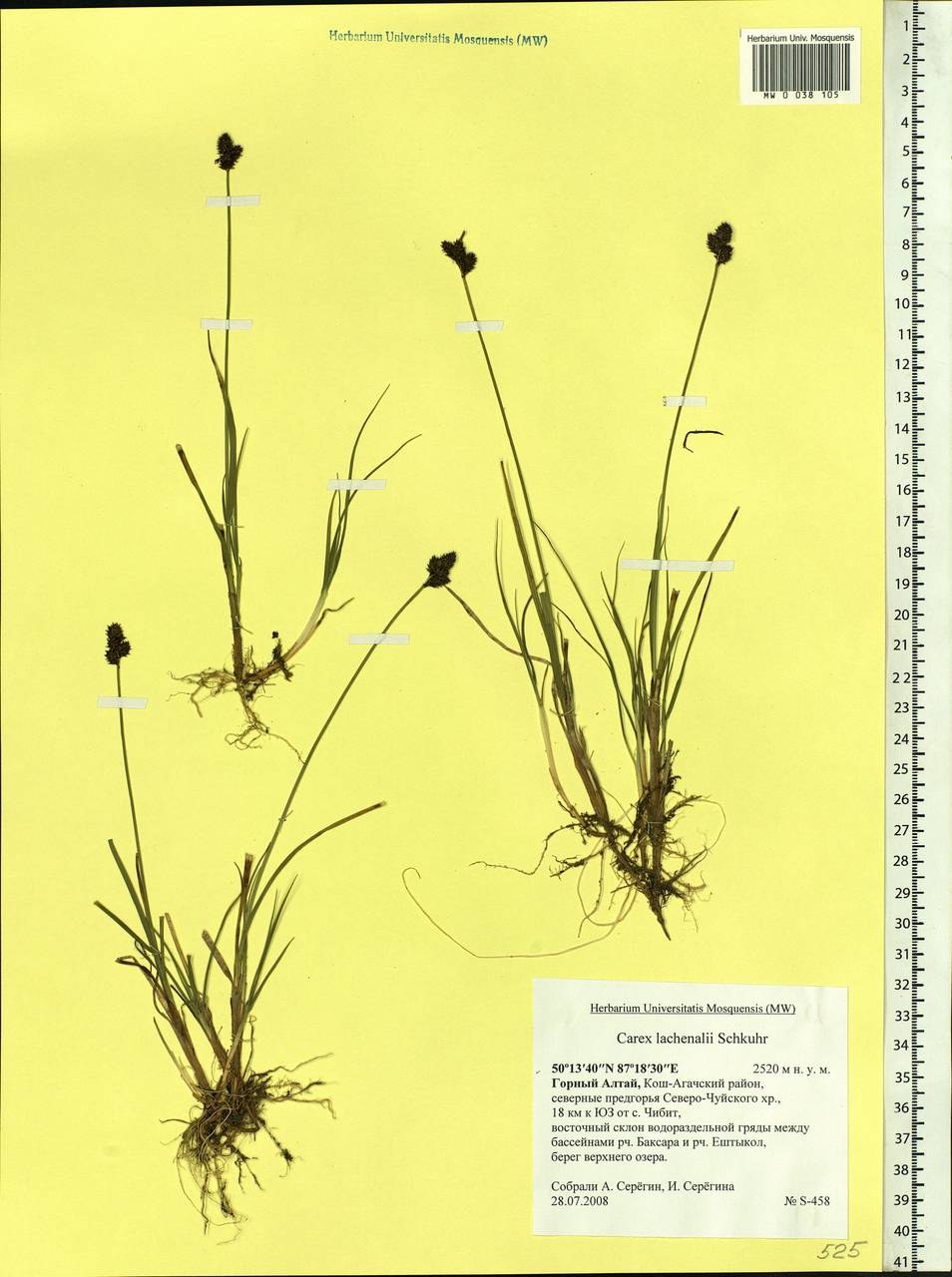 Carex lachenalii subsp. lachenalii, Siberia, Altai & Sayany Mountains (S2) (Russia)