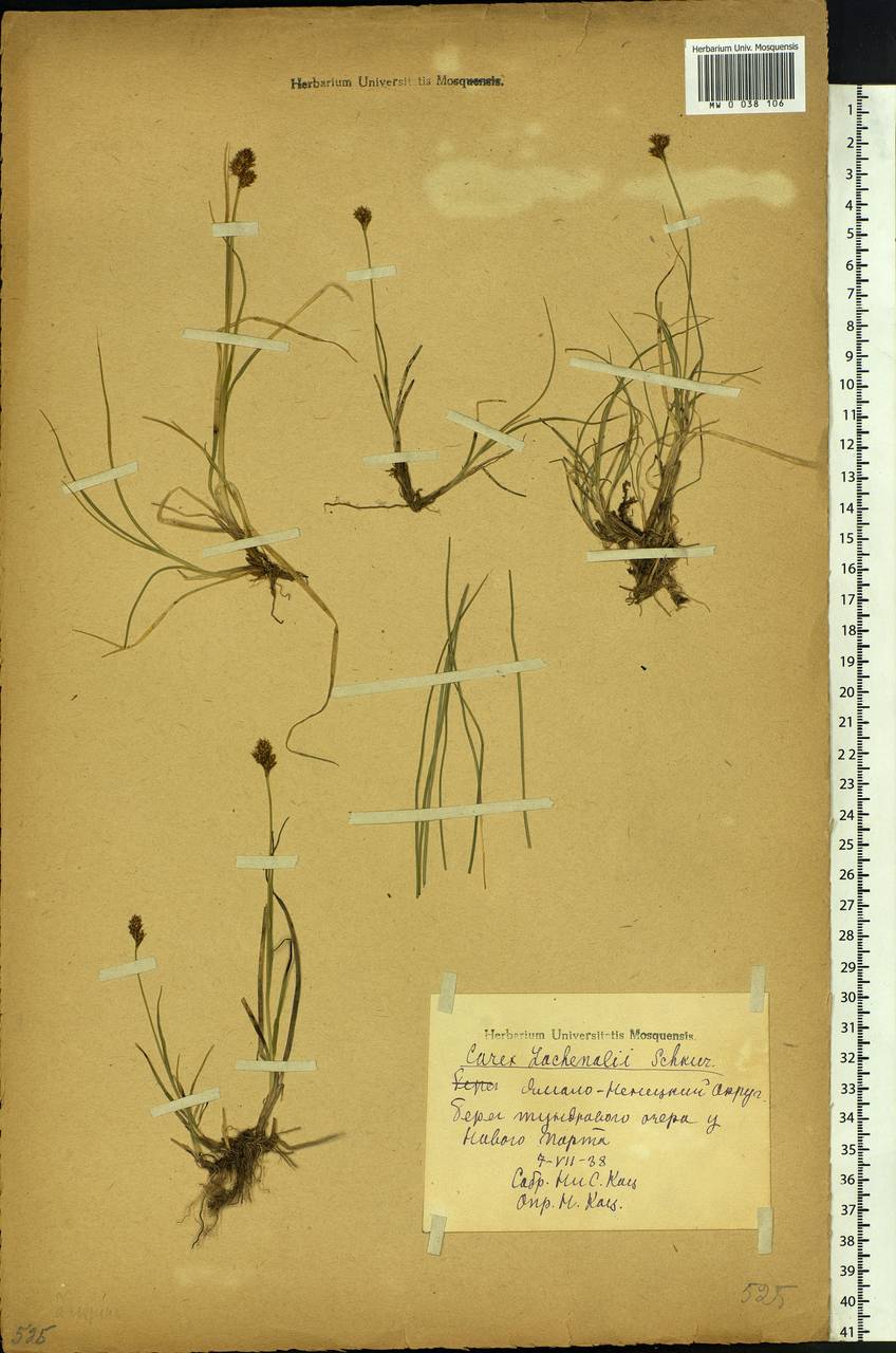 Carex lachenalii subsp. lachenalii, Siberia, Western Siberia (S1) (Russia)