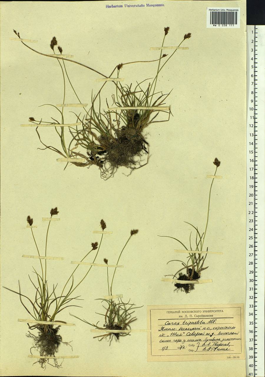 Carex lachenalii subsp. lachenalii, Siberia, Western Siberia (S1) (Russia)