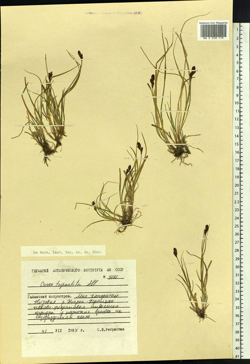 Carex lachenalii subsp. lachenalii, Siberia, Western Siberia (S1) (Russia)