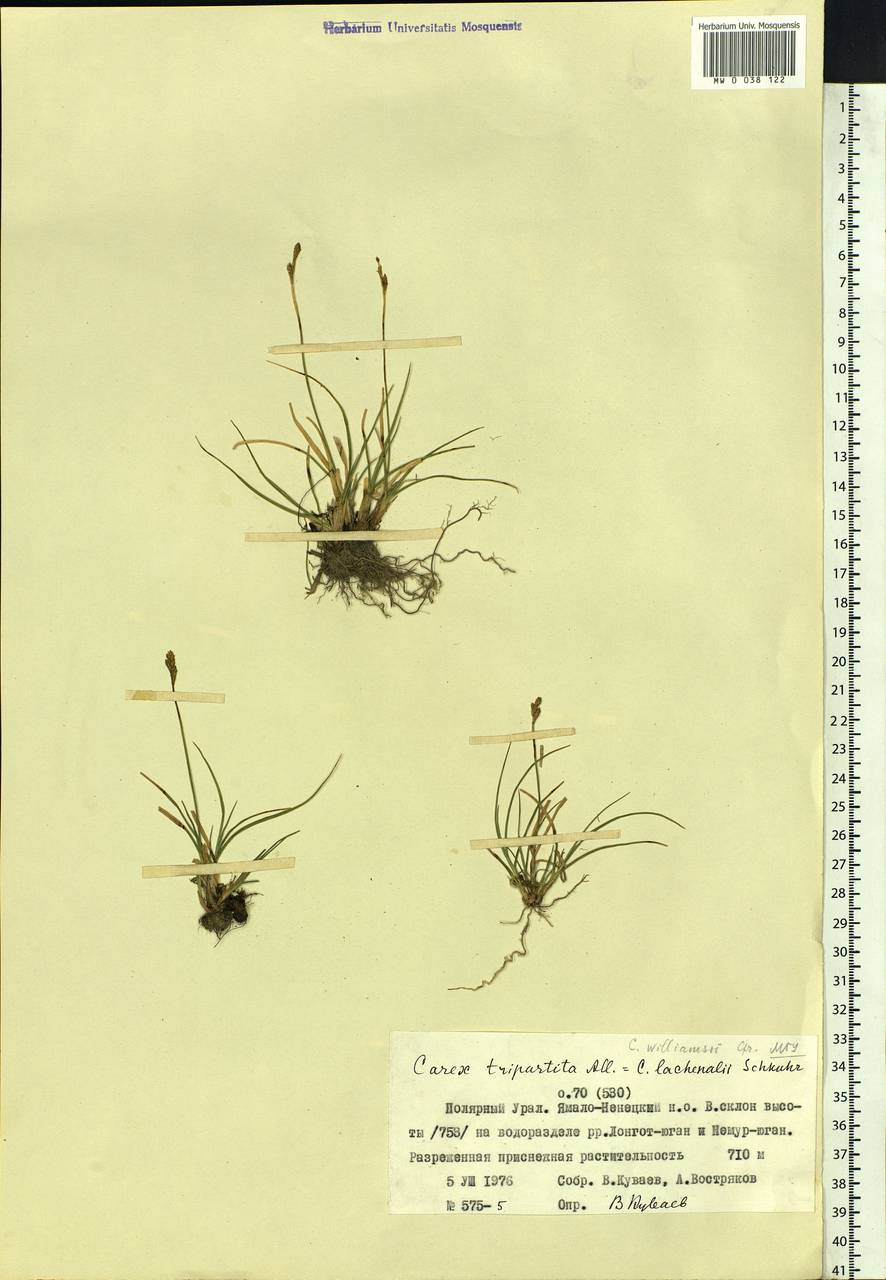 Carex lachenalii subsp. lachenalii, Siberia, Western Siberia (S1) (Russia)