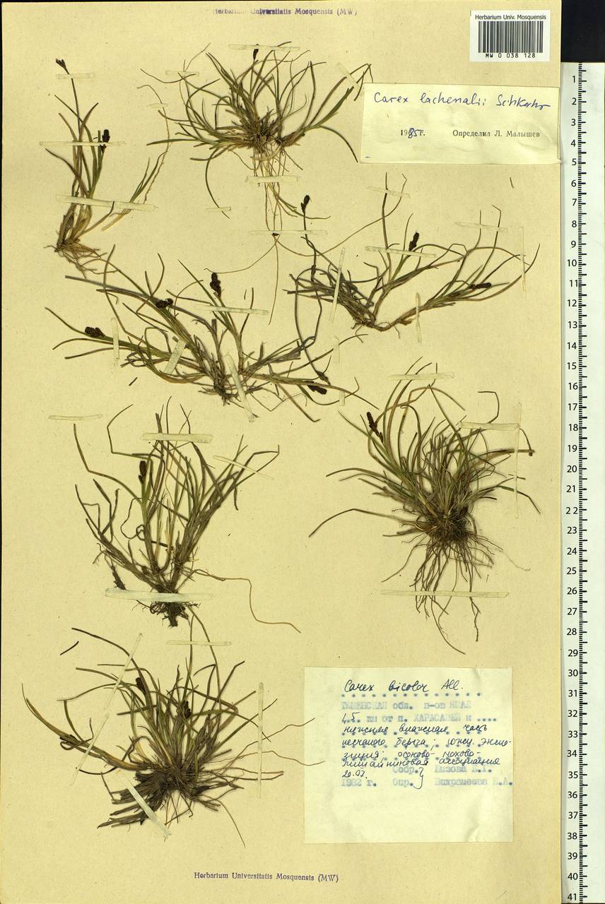 Carex lachenalii subsp. lachenalii, Siberia, Western Siberia (S1) (Russia)