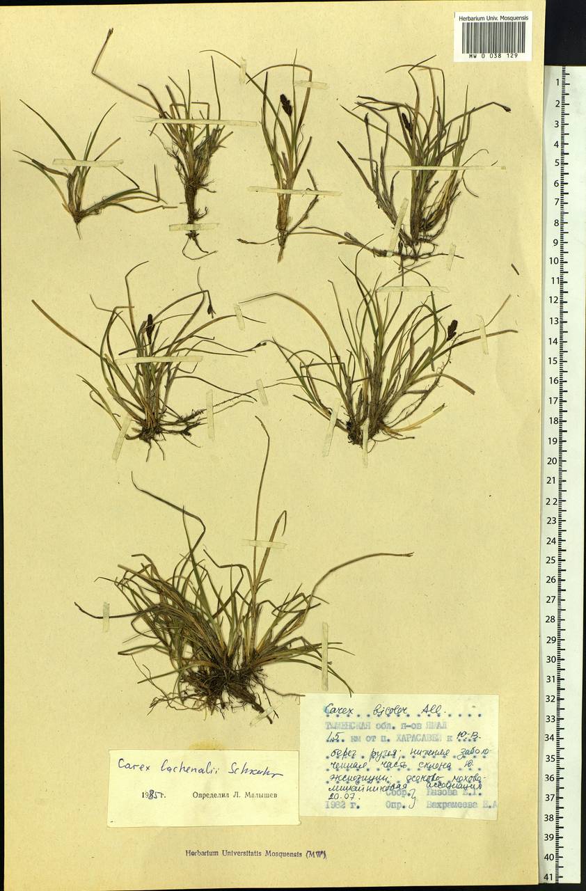 Carex lachenalii subsp. lachenalii, Siberia, Western Siberia (S1) (Russia)