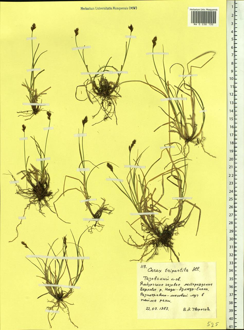 Carex lachenalii subsp. lachenalii, Siberia, Western Siberia (S1) (Russia)