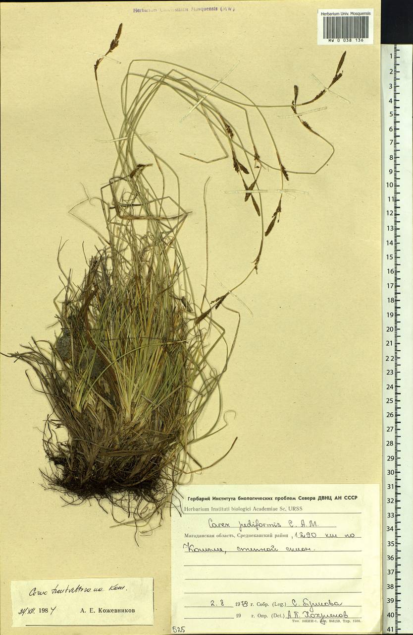 Carex trautvetteriana Kom., Siberia, Chukotka & Kamchatka (S7) (Russia)