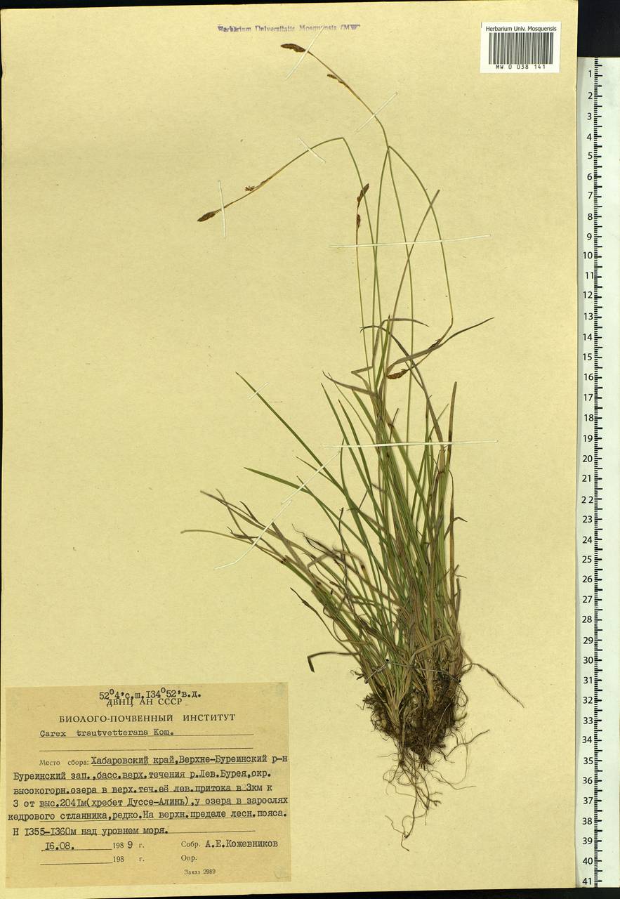 Carex trautvetteriana Kom., Siberia, Russian Far East (S6) (Russia)