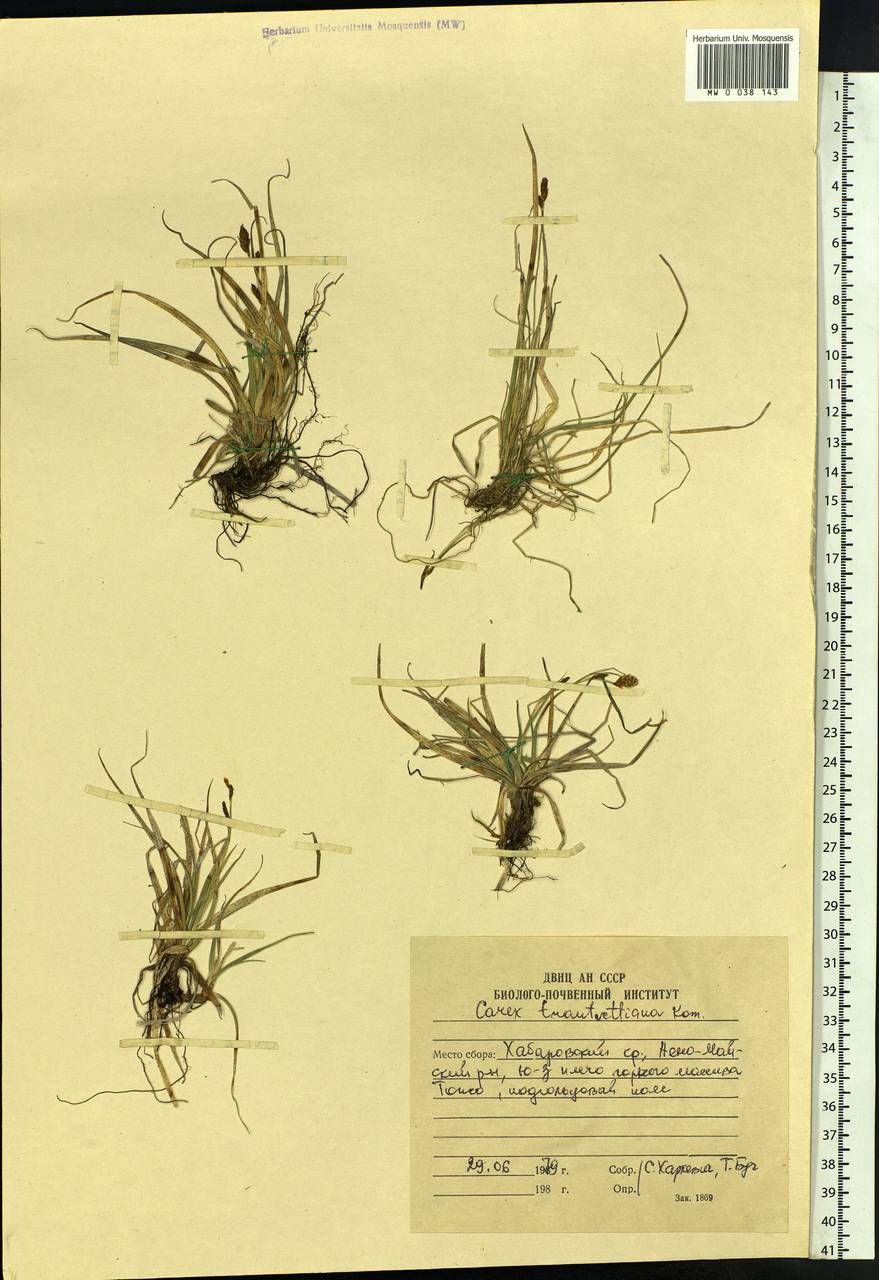 Carex trautvetteriana Kom., Siberia, Russian Far East (S6) (Russia)