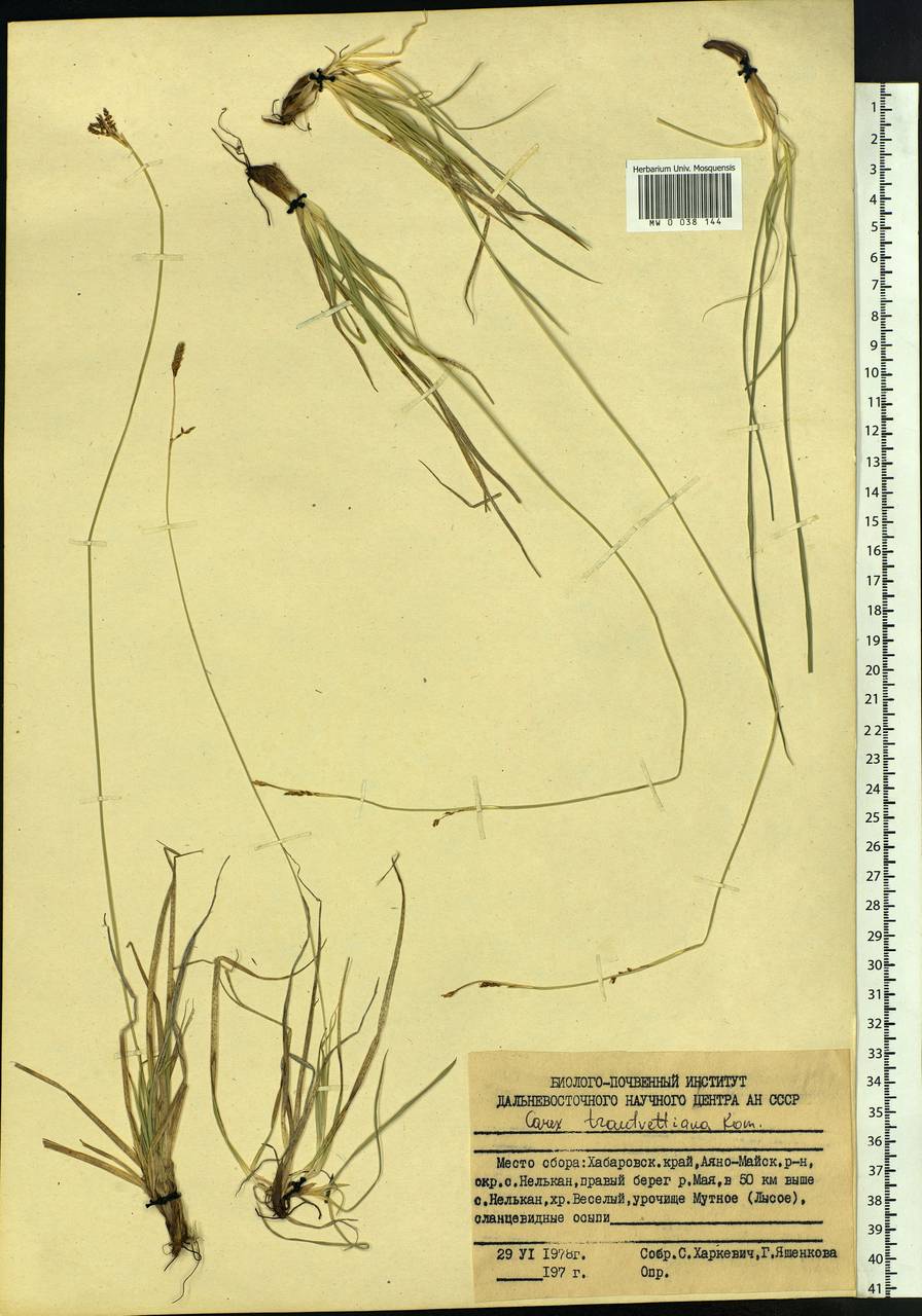 Carex trautvetteriana Kom., Siberia, Russian Far East (S6) (Russia)