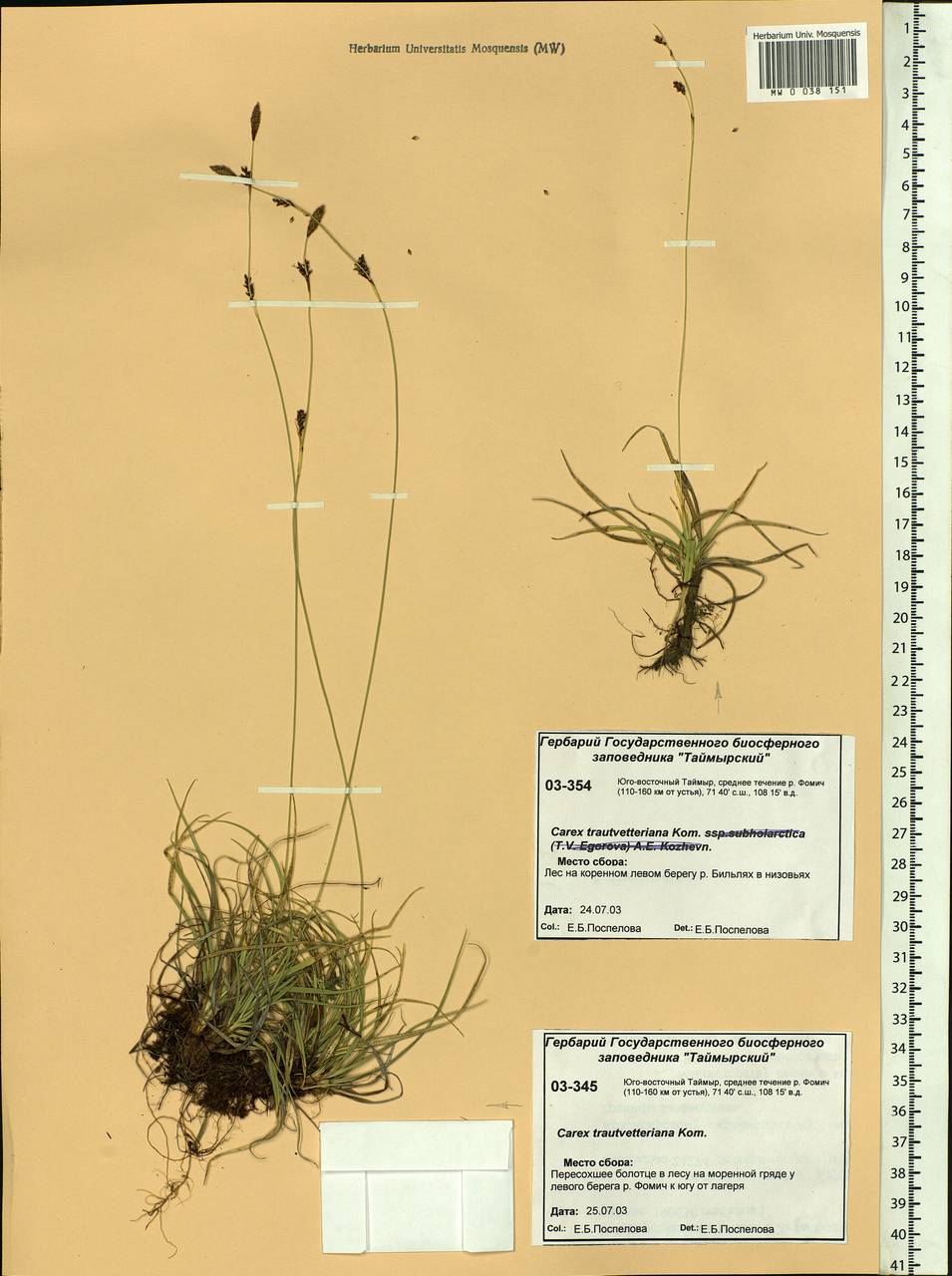 Carex trautvetteriana Kom., Siberia, Central Siberia (S3) (Russia)
