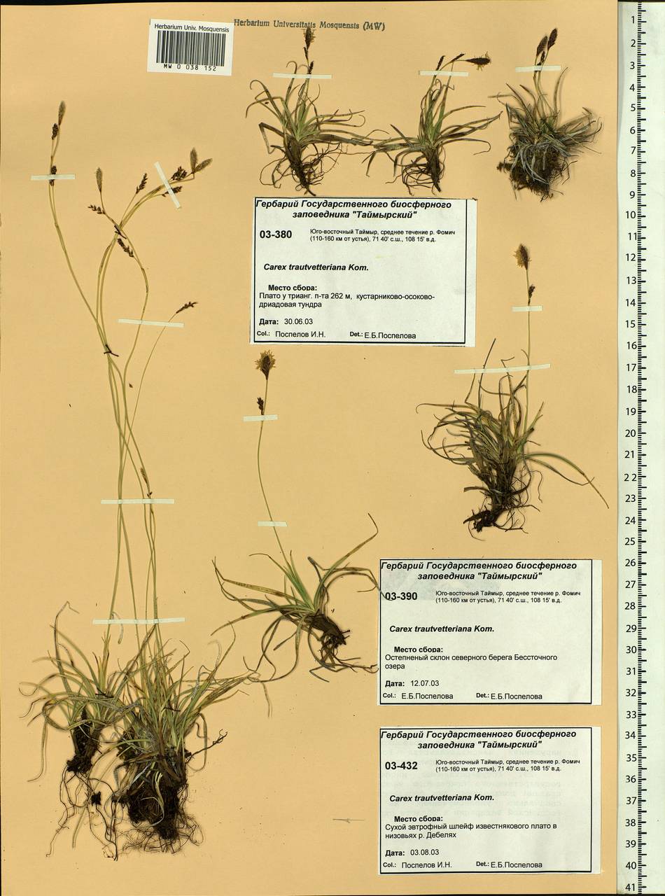 Carex trautvetteriana Kom., Siberia, Central Siberia (S3) (Russia)