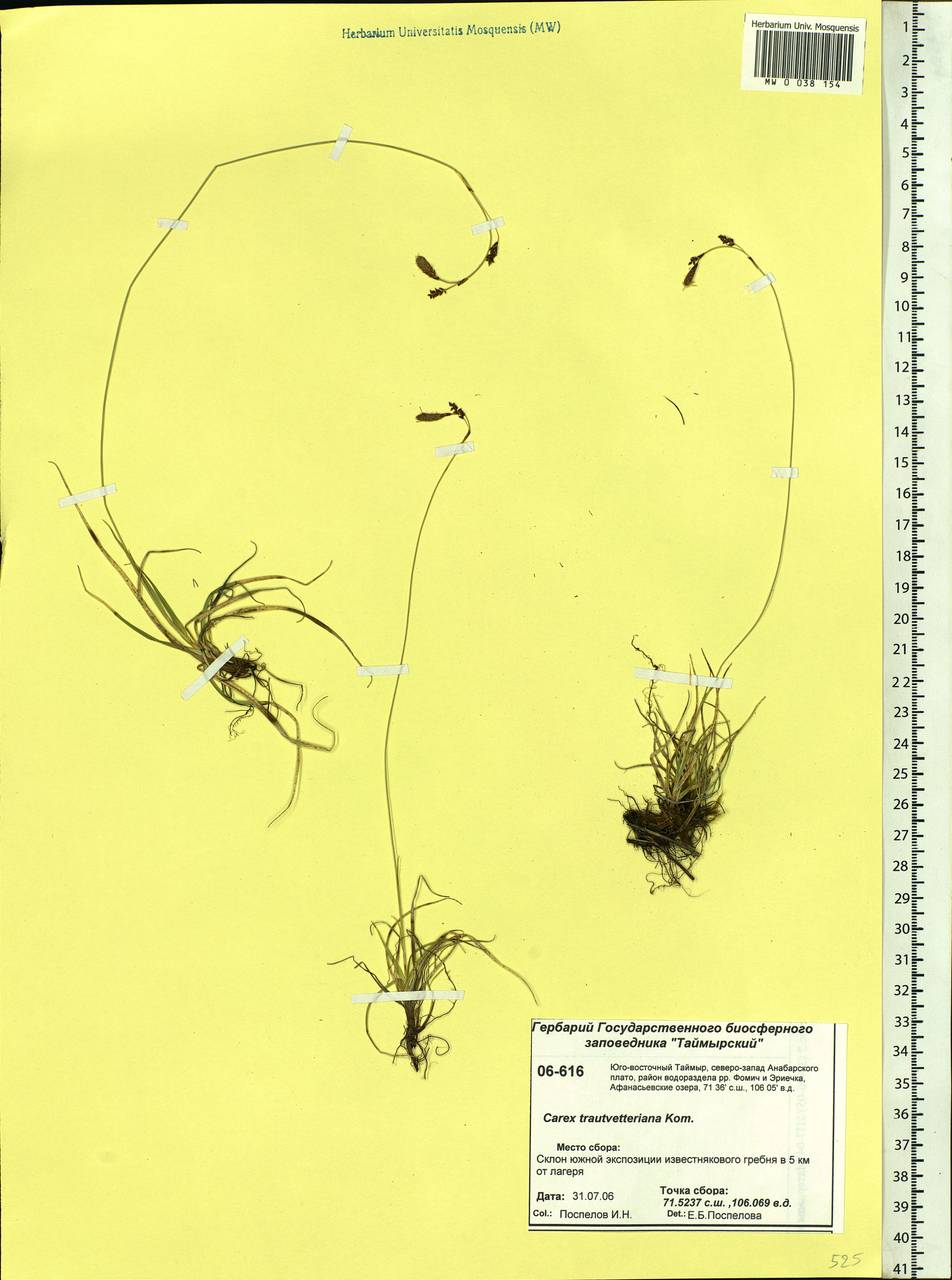 Carex trautvetteriana Kom., Siberia, Central Siberia (S3) (Russia)