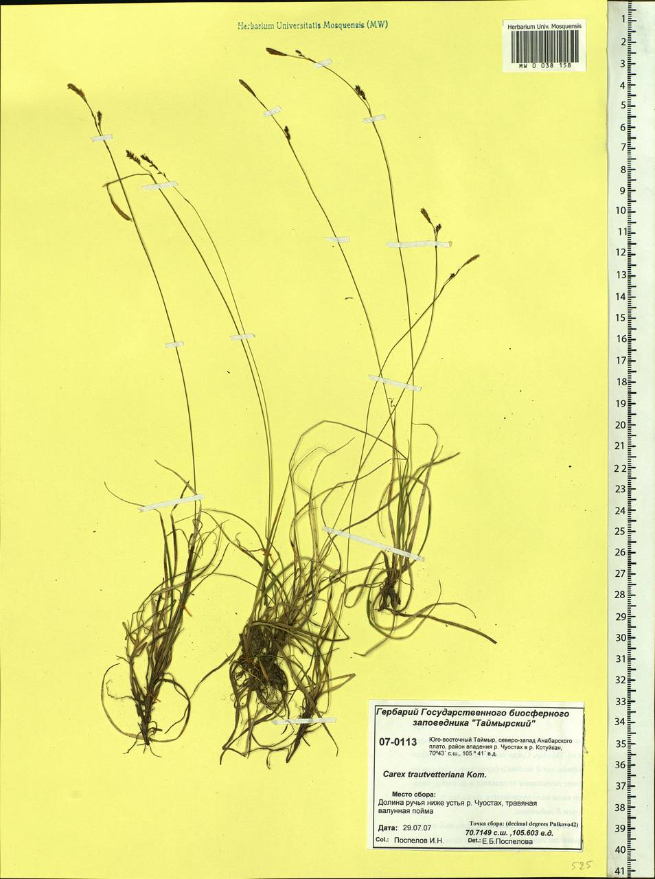 Carex trautvetteriana Kom., Siberia, Central Siberia (S3) (Russia)