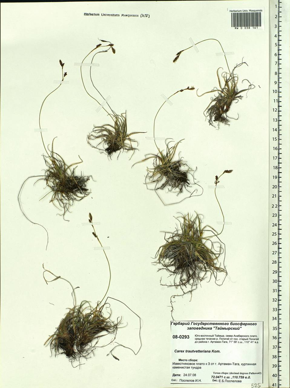 Carex trautvetteriana Kom., Siberia, Central Siberia (S3) (Russia)