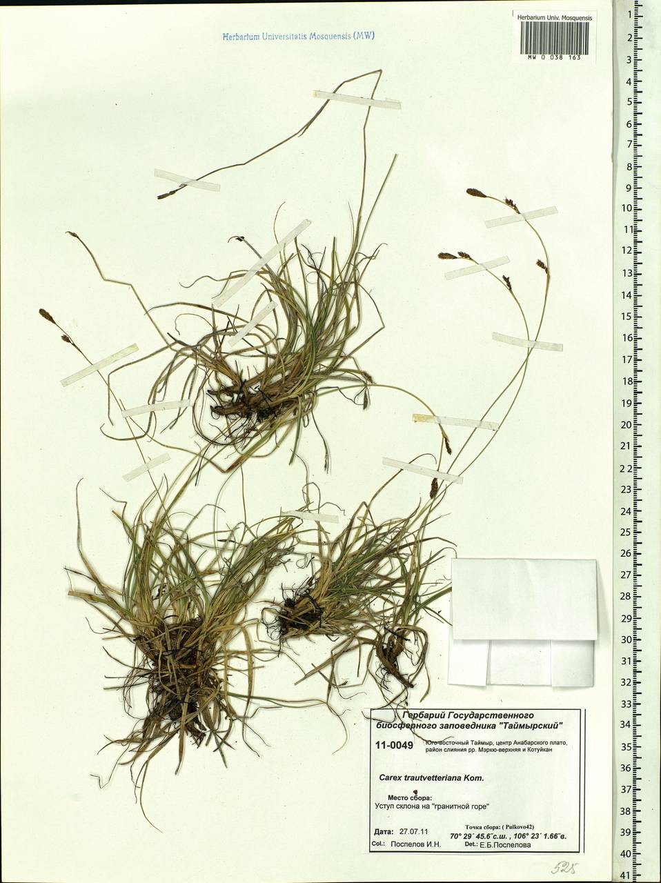 Carex trautvetteriana Kom., Siberia, Central Siberia (S3) (Russia)