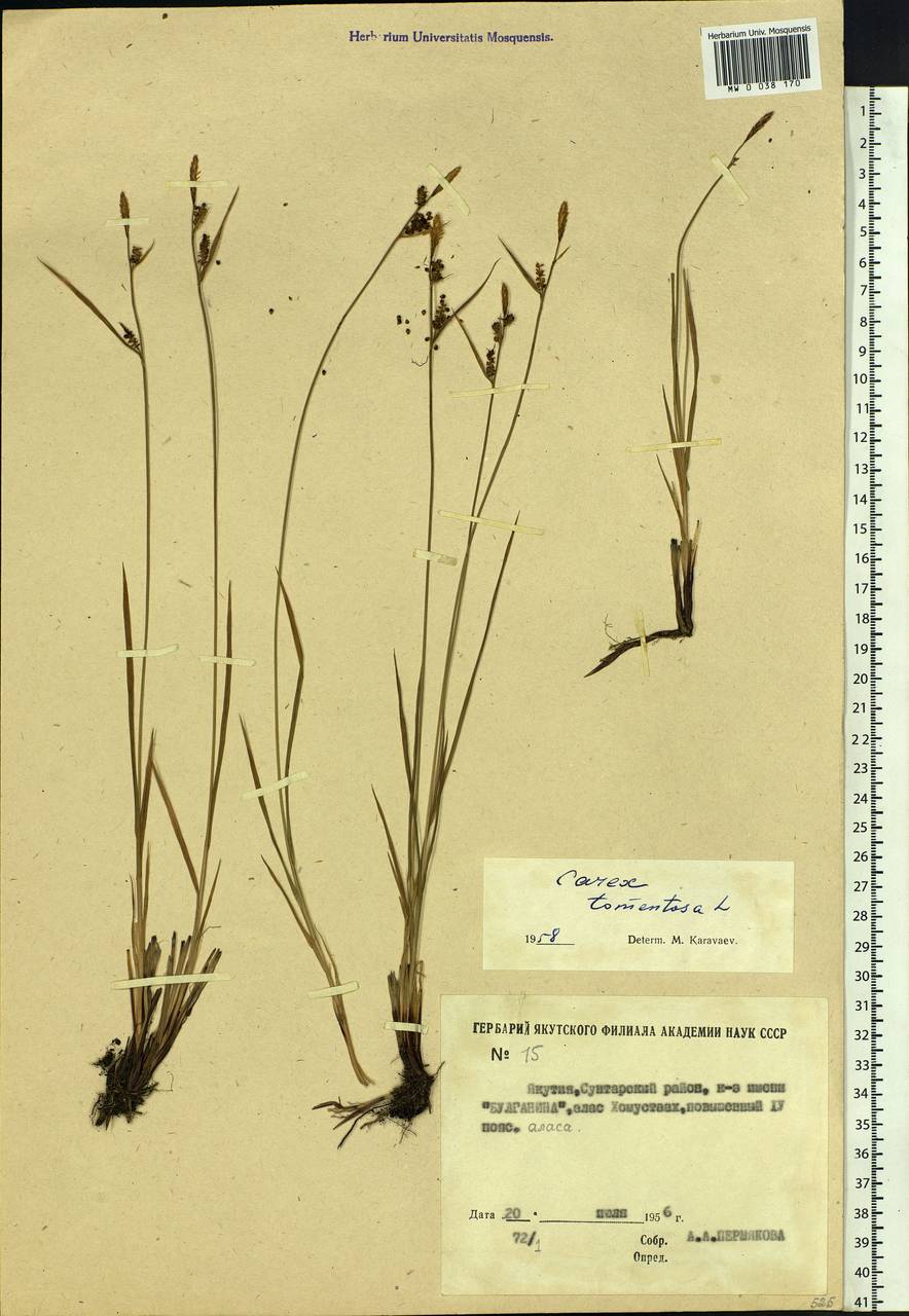 Carex tomentosa L., Siberia, Yakutia (S5) (Russia)
