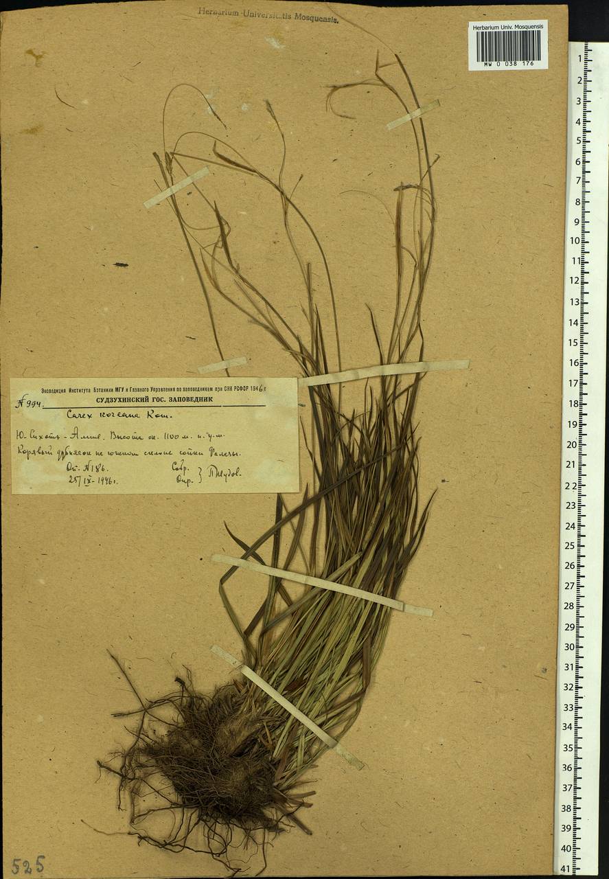 Carex tenuiformis H.Lév. & Vaniot, Siberia, Russian Far East (S6) (Russia)