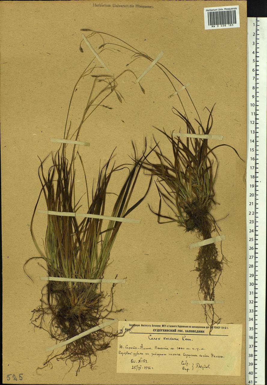 Carex tenuiformis H.Lév. & Vaniot, Siberia, Russian Far East (S6) (Russia)