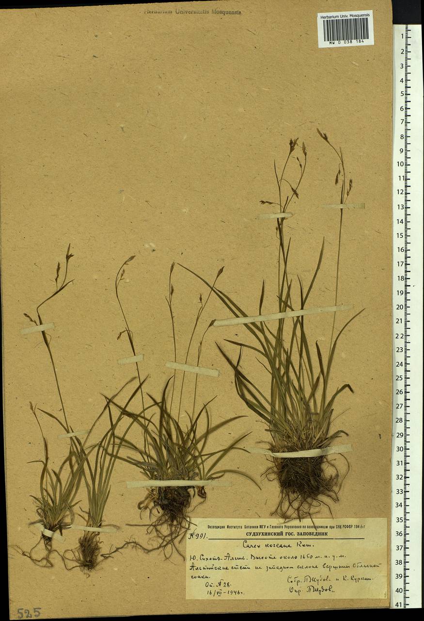 Carex tenuiformis H.Lév. & Vaniot, Siberia, Russian Far East (S6) (Russia)