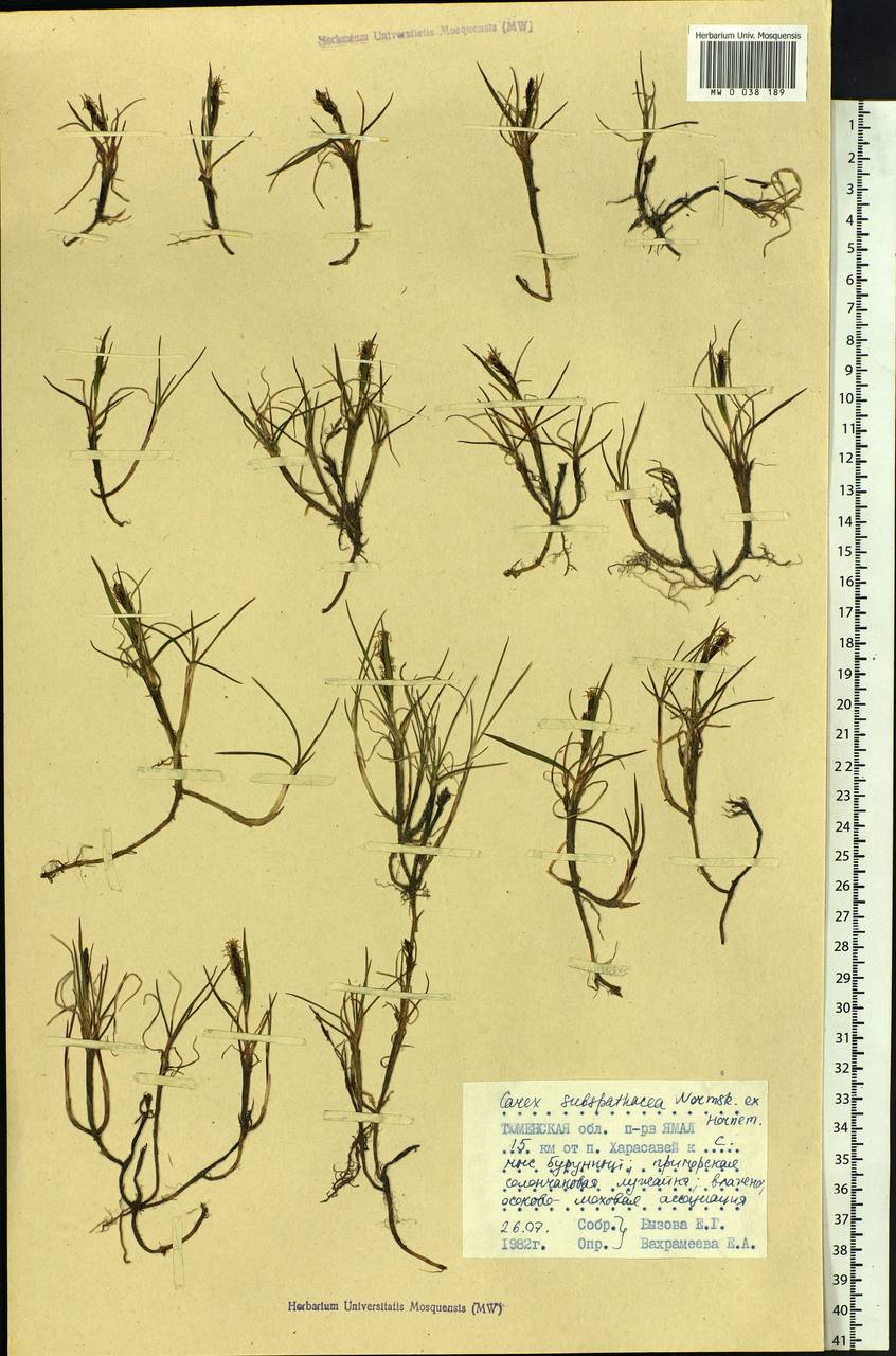 Carex subspathacea Wormsk. ex Hornem., Siberia, Western Siberia (S1) (Russia)
