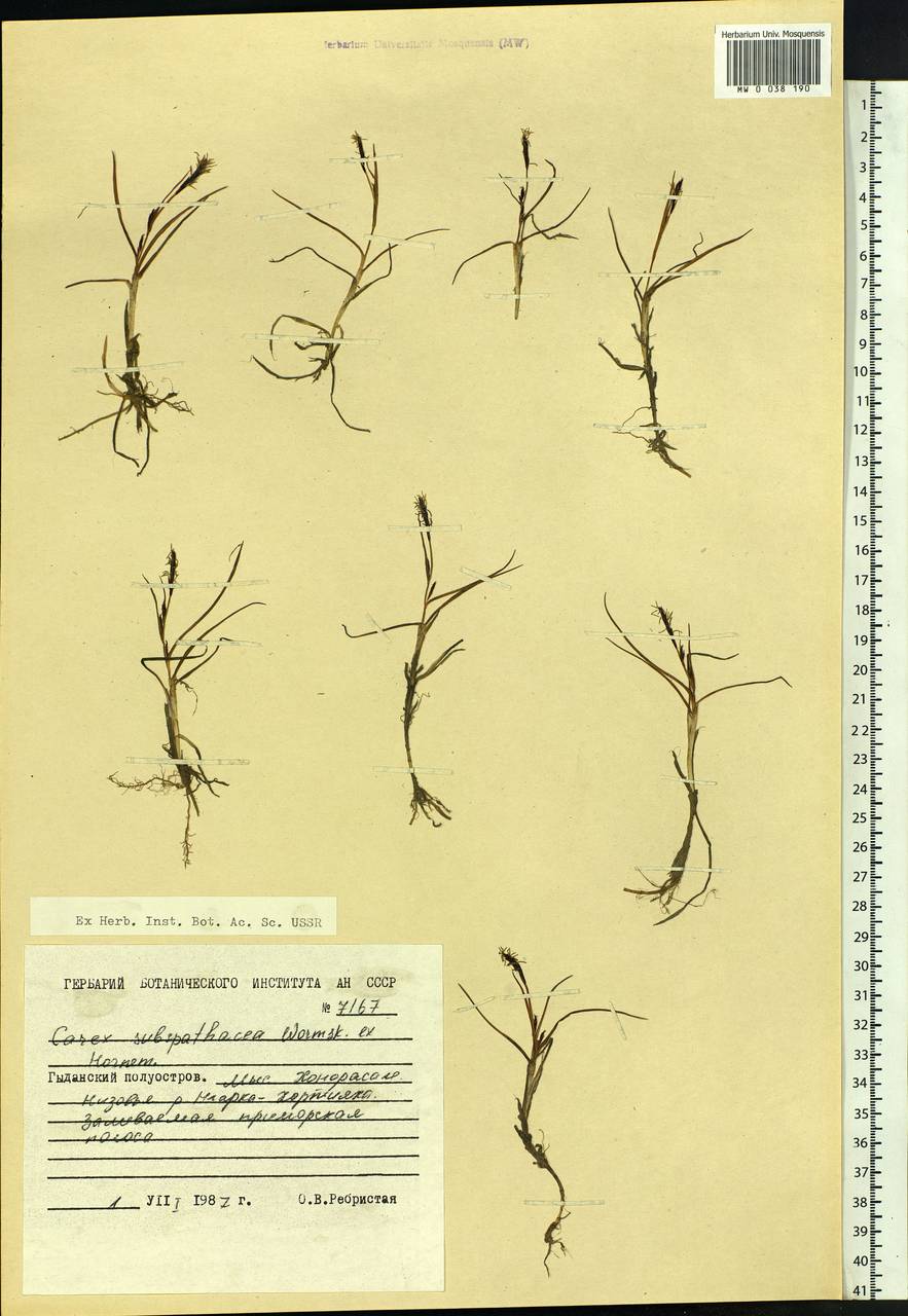 Carex subspathacea Wormsk. ex Hornem., Siberia, Western Siberia (S1) (Russia)