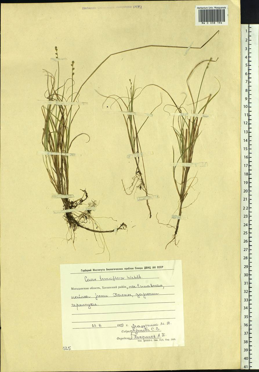 Carex tenuiflora Wahlenb., Siberia, Chukotka & Kamchatka (S7) (Russia)