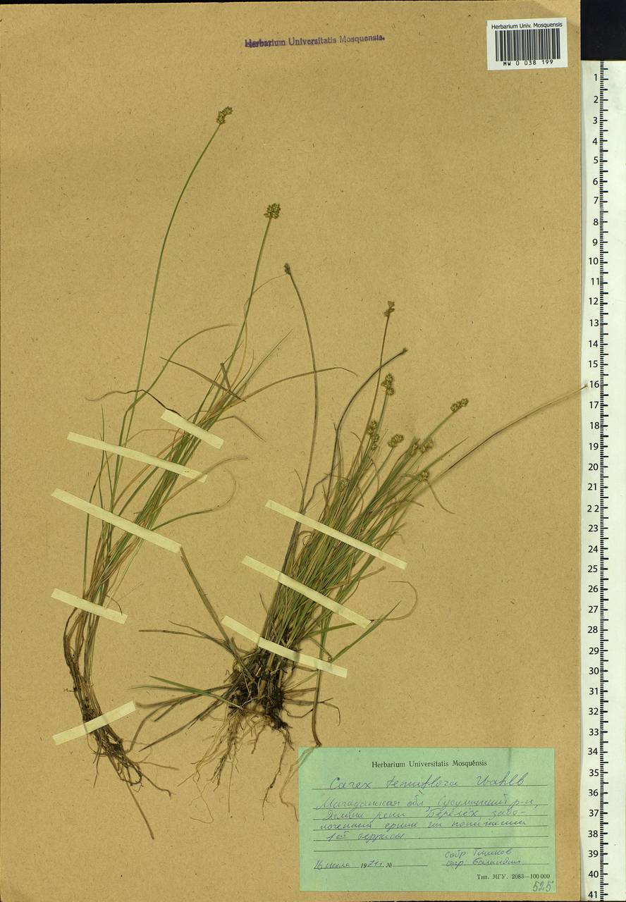 Carex tenuiflora Wahlenb., Siberia, Chukotka & Kamchatka (S7) (Russia)