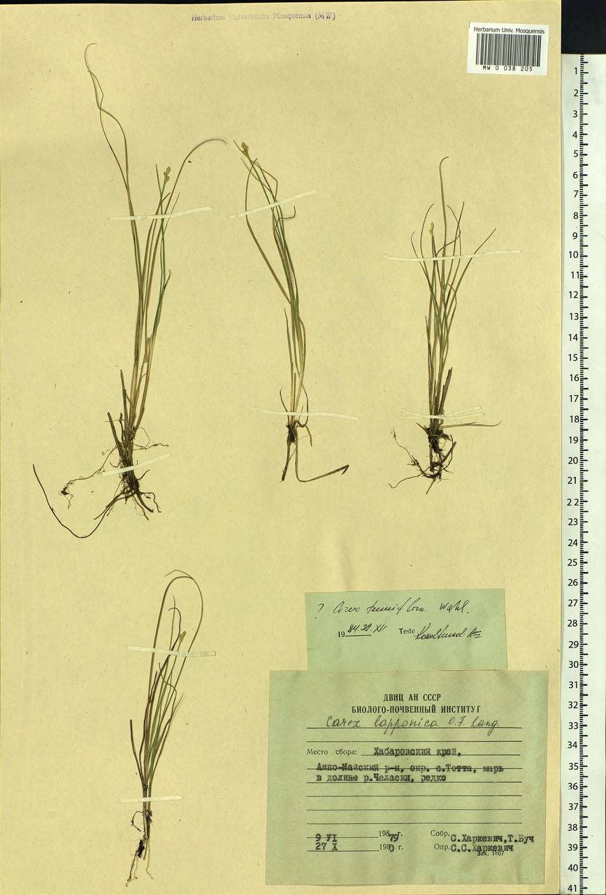 Carex tenuiflora Wahlenb., Siberia, Russian Far East (S6) (Russia)