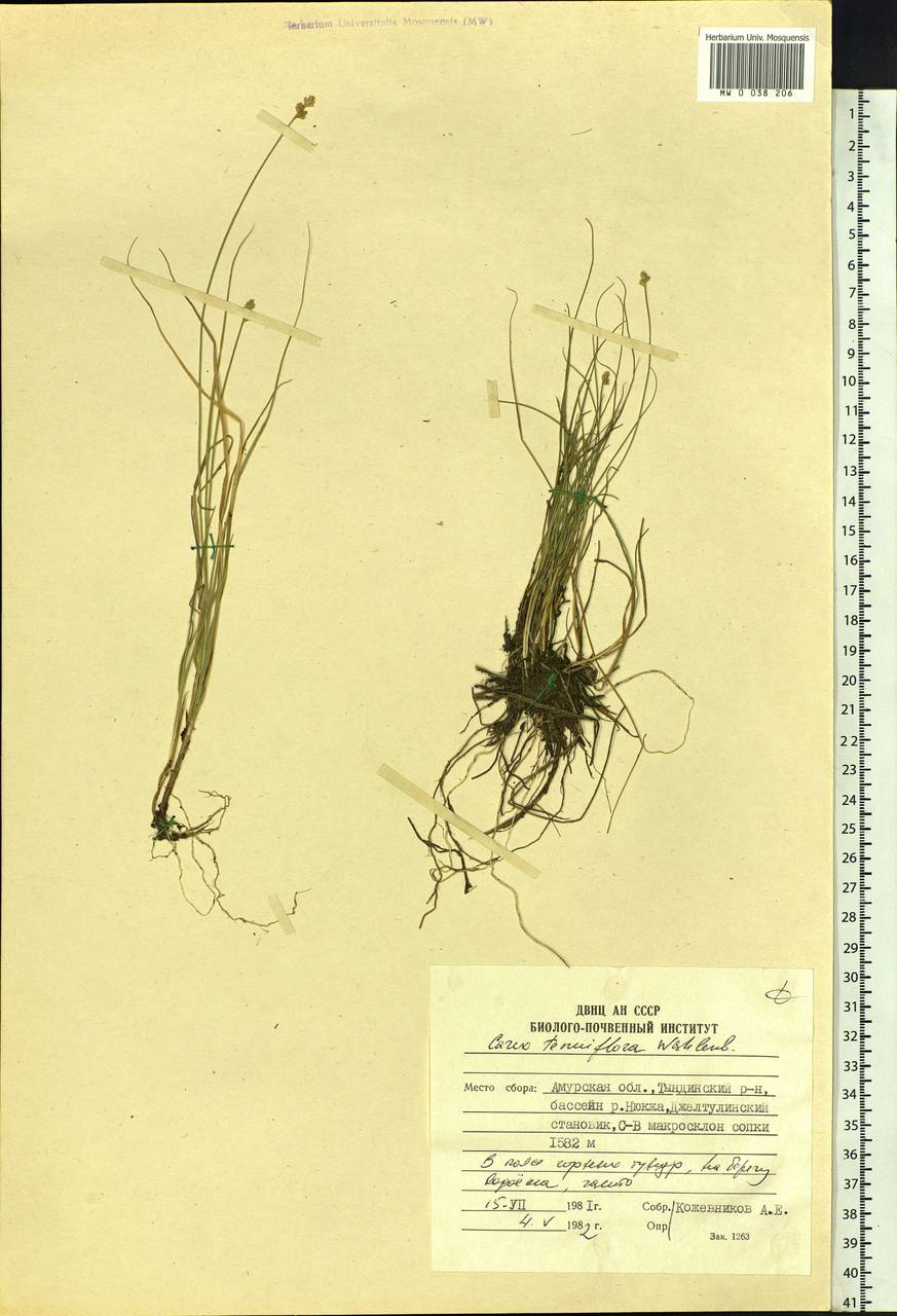 Carex tenuiflora Wahlenb., Siberia, Russian Far East (S6) (Russia)