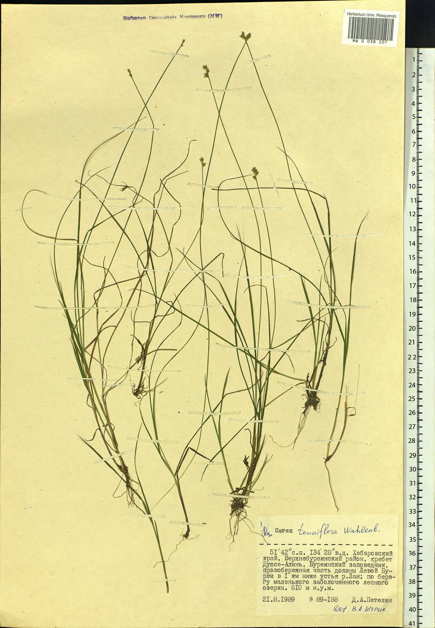Carex tenuiflora Wahlenb., Siberia, Russian Far East (S6) (Russia)