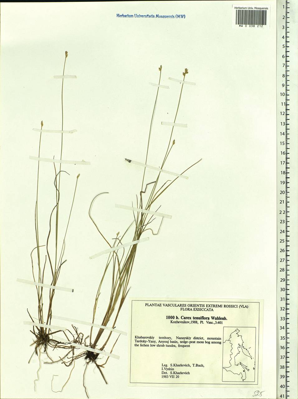 Carex tenuiflora Wahlenb., Siberia, Russian Far East (S6) (Russia)