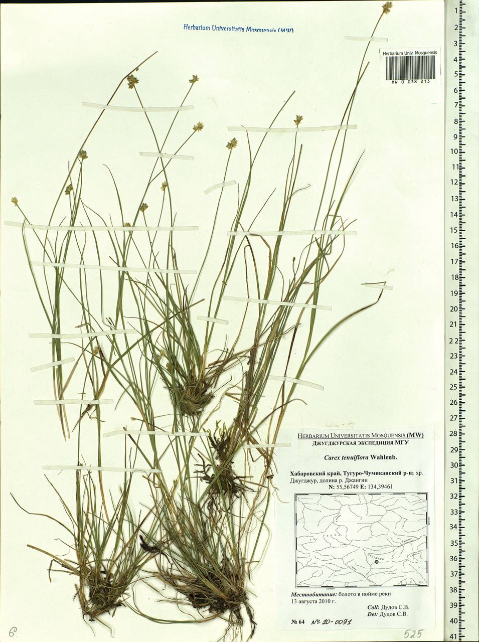 Carex tenuiflora Wahlenb., Siberia, Russian Far East (S6) (Russia)