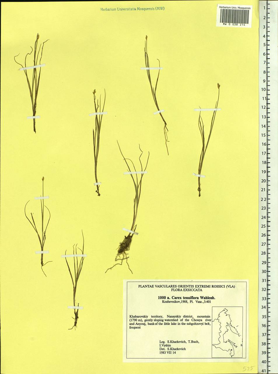 Carex tenuiflora Wahlenb., Siberia, Russian Far East (S6) (Russia)