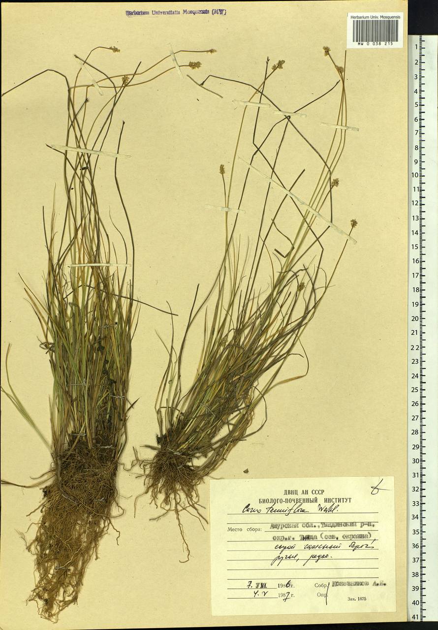 Carex tenuiflora Wahlenb., Siberia, Russian Far East (S6) (Russia)