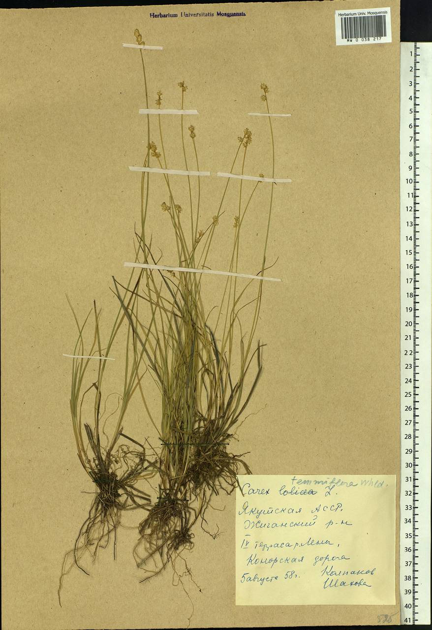 Carex tenuiflora Wahlenb., Siberia, Yakutia (S5) (Russia)